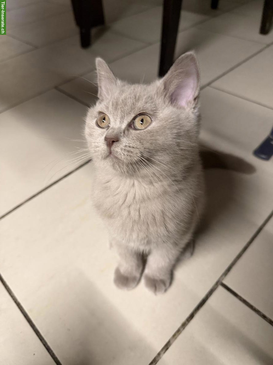 Bild 2: Junger Britisch Kurzhaar Kater sucht neues Zuhause