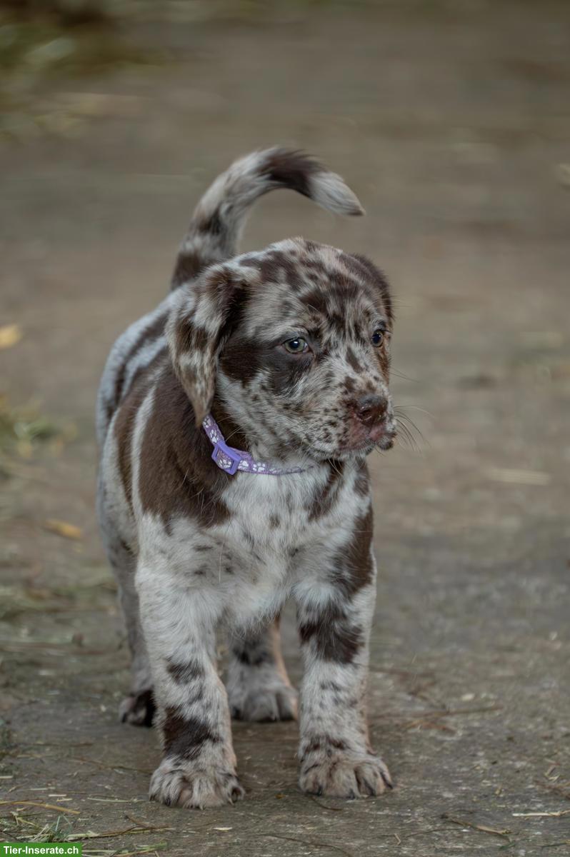 Süsse Labrador Welpen