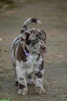 Süsse Labrador Welpen