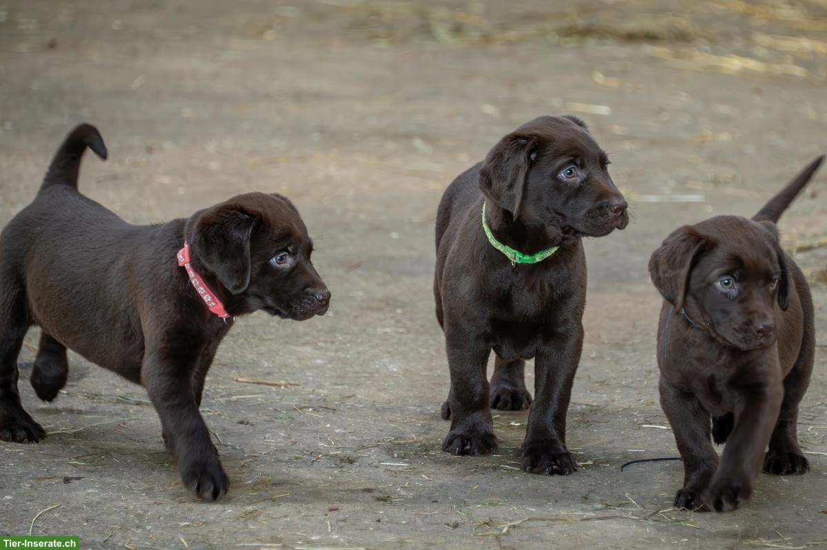 Bild 2: Süsse Labrador Welpen