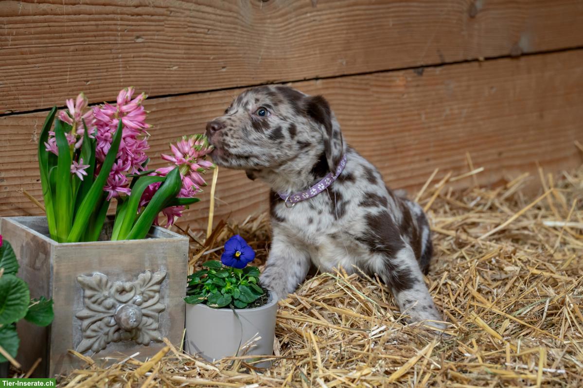 Bild 3: Süsse Labrador Welpen