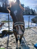 Freiberger Wallach & Trait Comtois Wallach