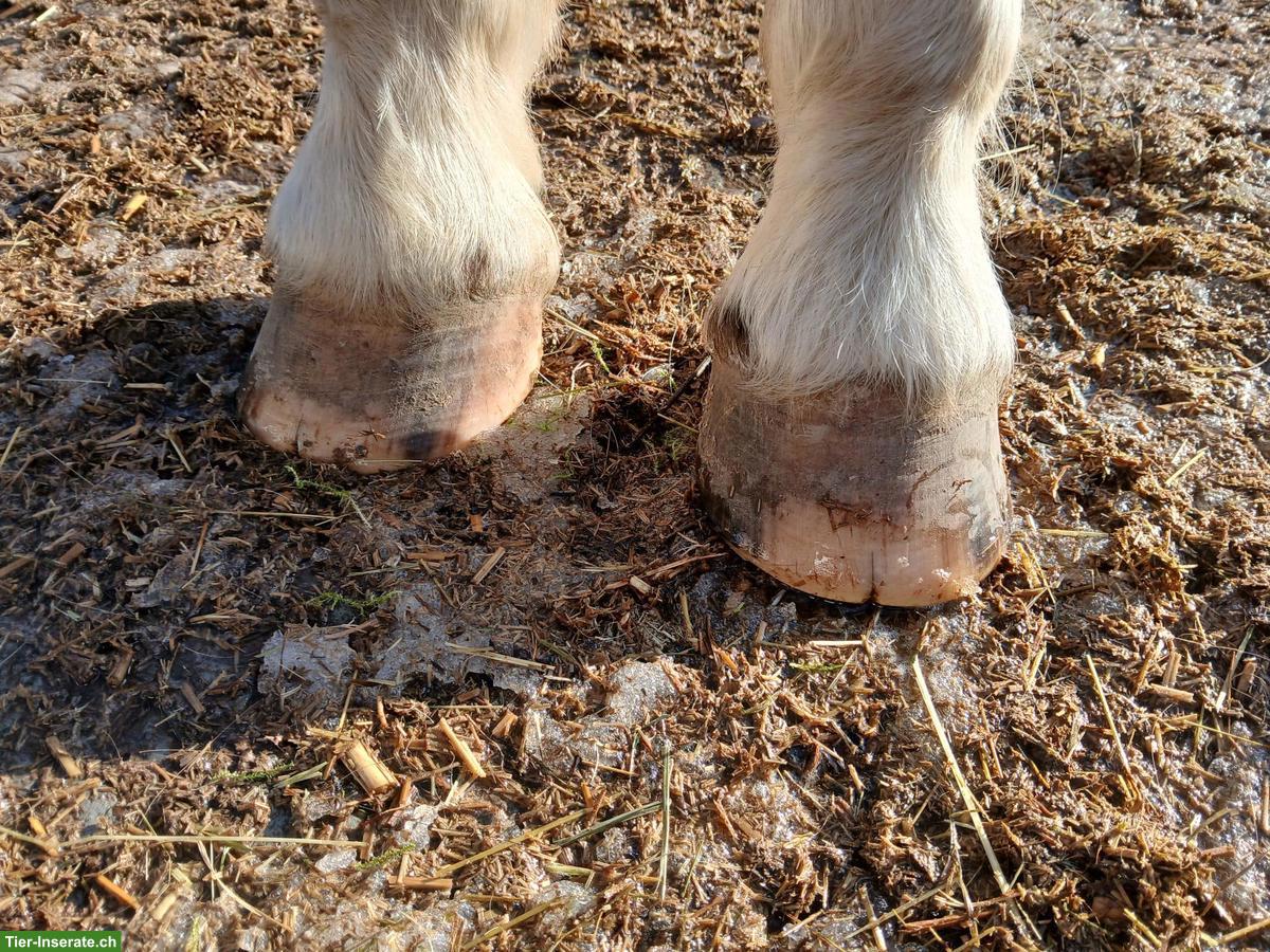 Bild 4: Freiberger Wallach & Trait Comtois Wallach