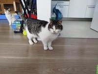 🐱 Senior-Katze sucht ruhiges Zuhause mit viel Zeit