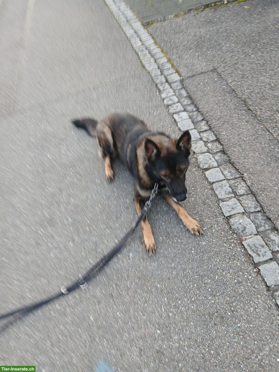 Schäferhund Rüde aus gesundheitlichen Gründen abzugeben