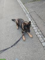 Schäferhund Rüde aus gesundheitlichen Gründen abzugeben