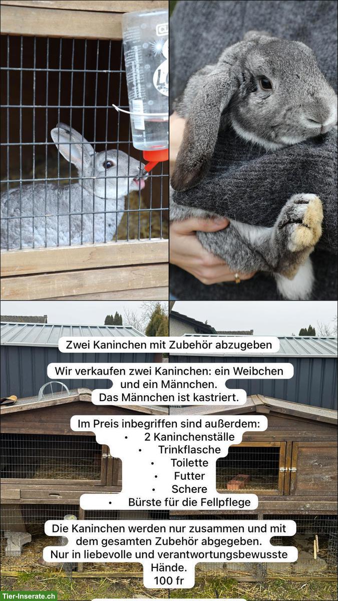 Chinchilla Kaninchen mit Stall und Zubehör zu verkaufen
