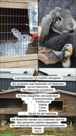 Chinchilla Kaninchen mit Stall und Zubehör zu verkaufen
