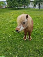 Bieten Altersweide mit Nachtbox, Eschenz TG