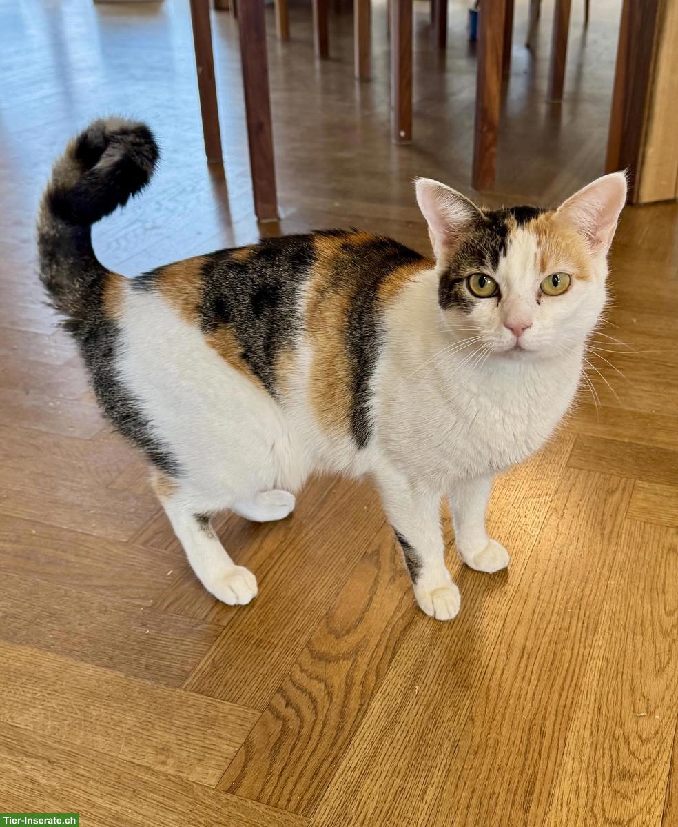 Glückskatze sucht liebevolles ruhiges Zuhause