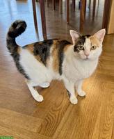 Glückskatze sucht liebevolles ruhiges Zuhause