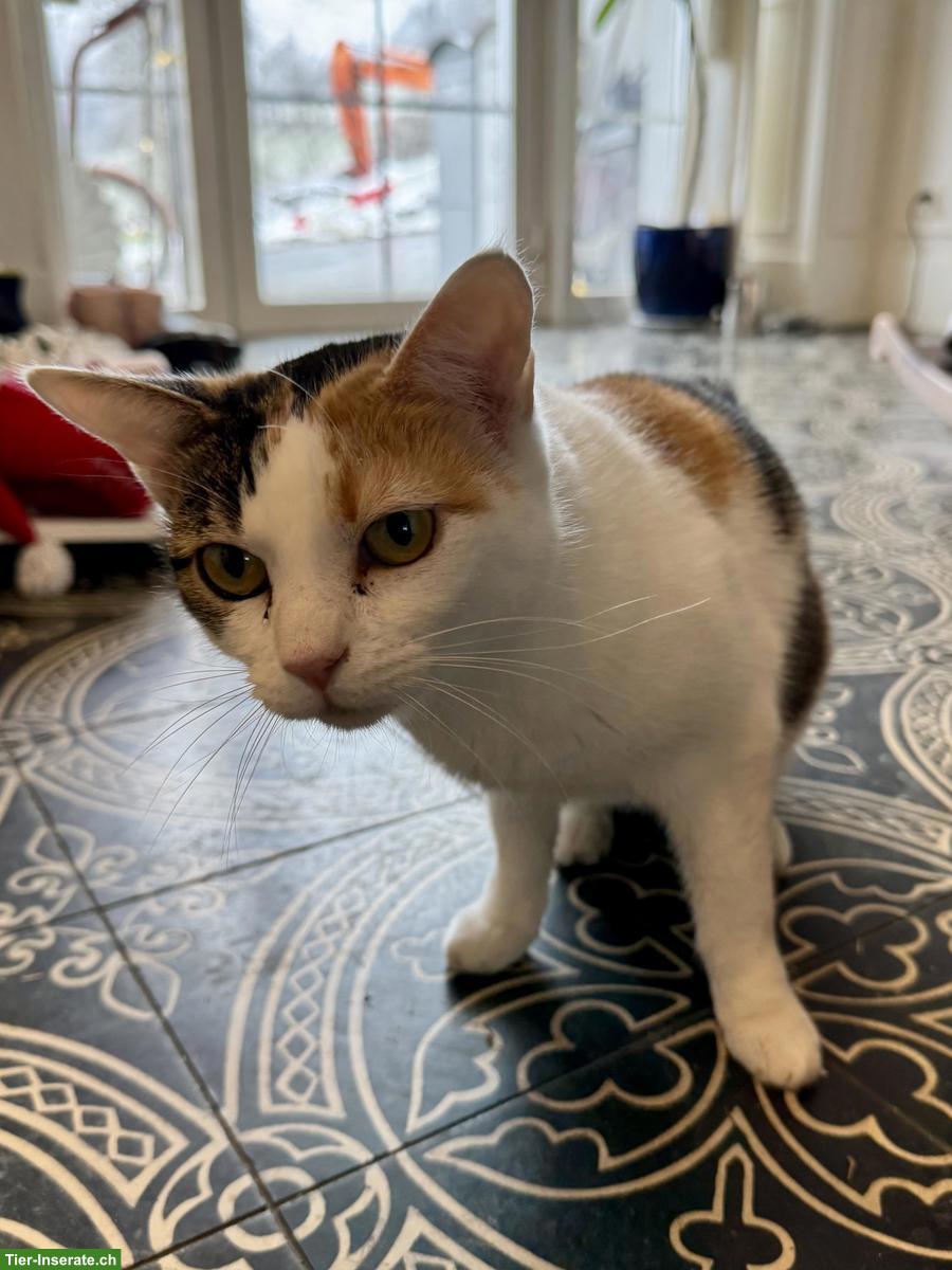 Bild 2: Glückskatze sucht liebevolles ruhiges Zuhause