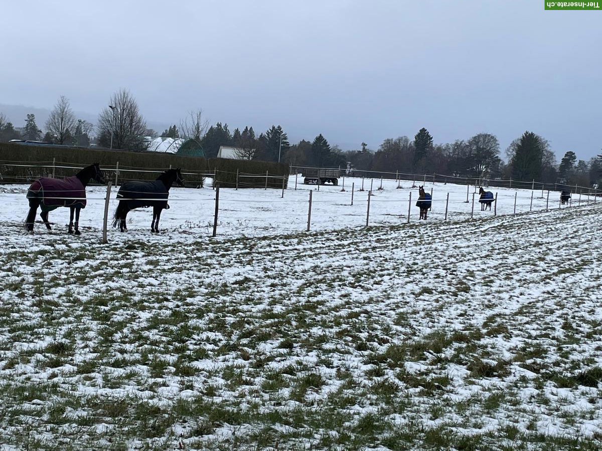 Bild 2: Suchen Pferdepflegerin 60-80%, Kanton Solothurn