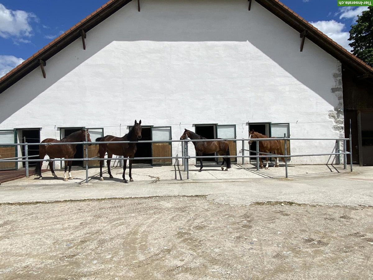 Bild 4: Suchen Pferdepflegerin 60-80%, Kanton Solothurn