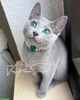 Russisch Blau Kitten aus seriöser Wohnungszucht
