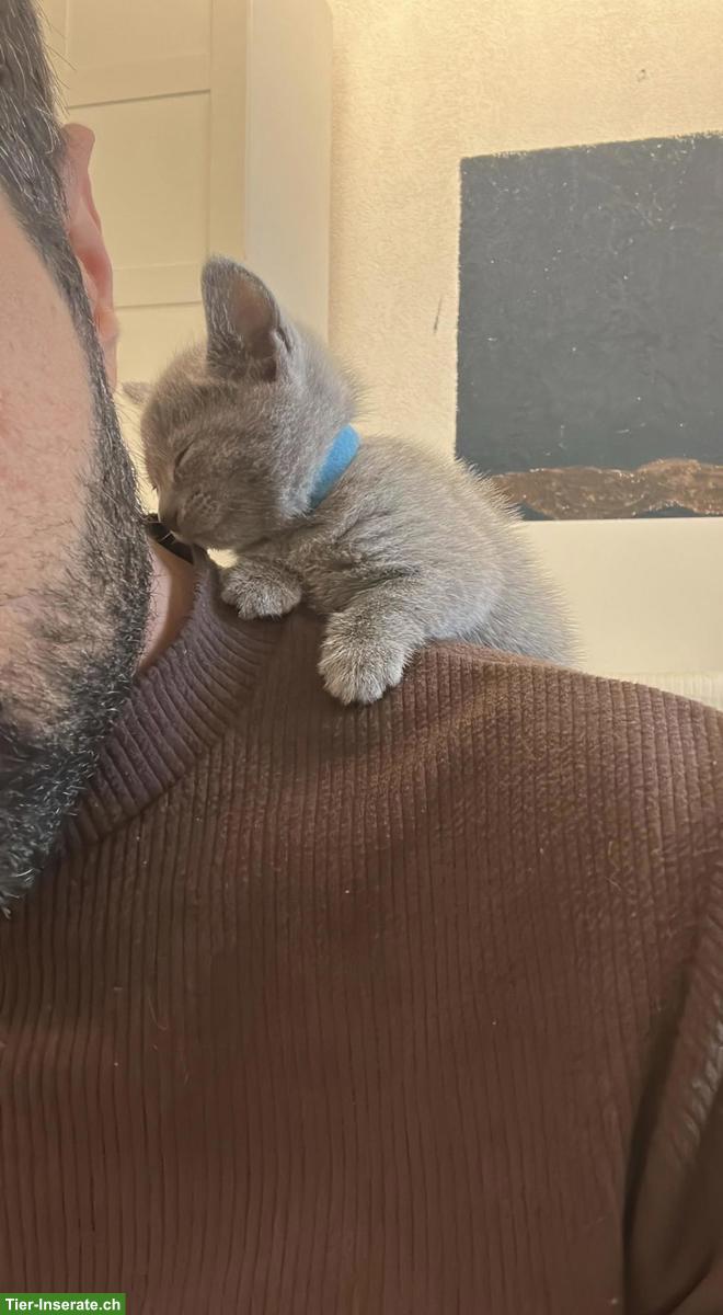 Bild 10: Russisch Blau Kitten aus seriöser Wohnungszucht