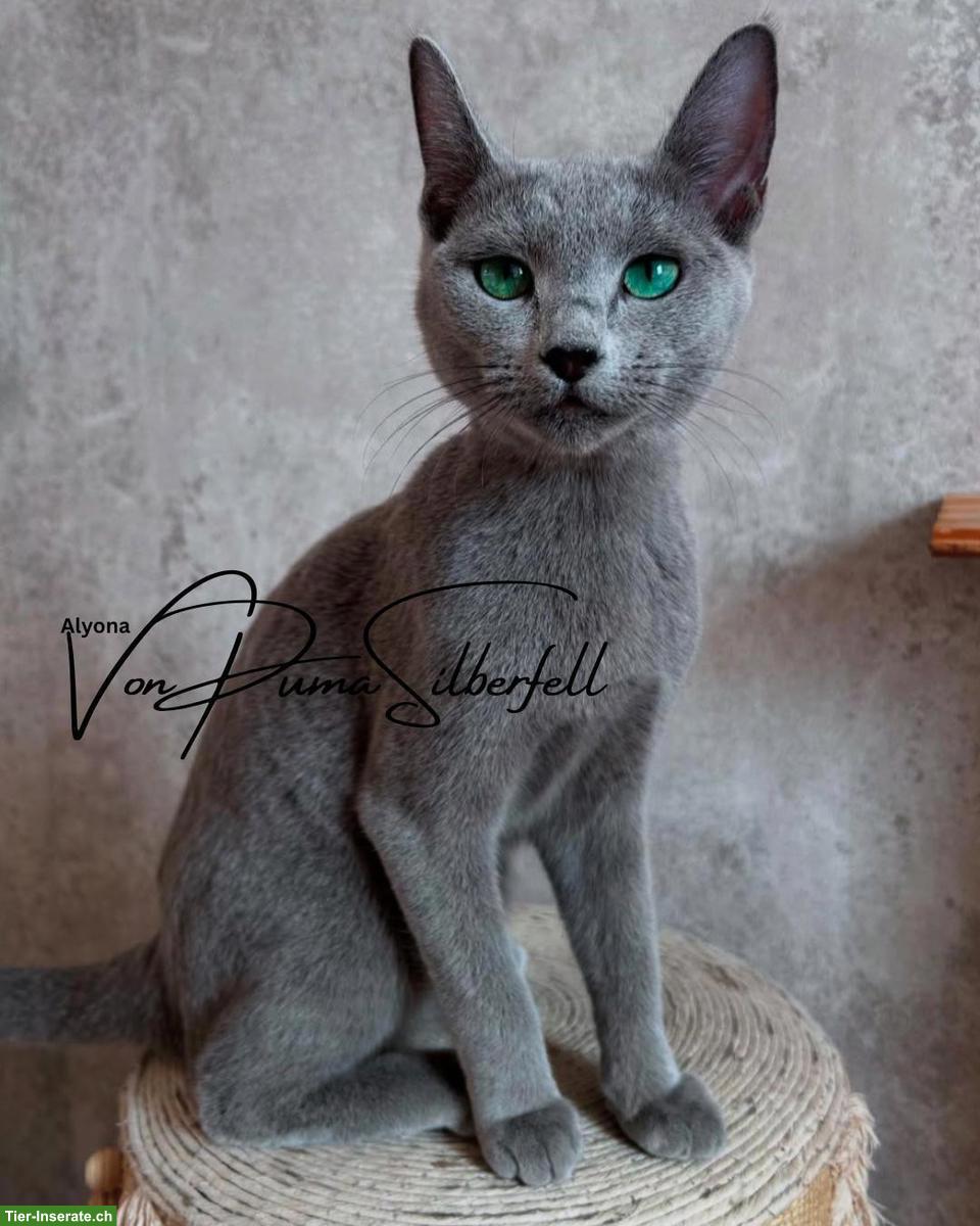 Bild 3: Russisch Blau Kitten aus seriöser Wohnungszucht