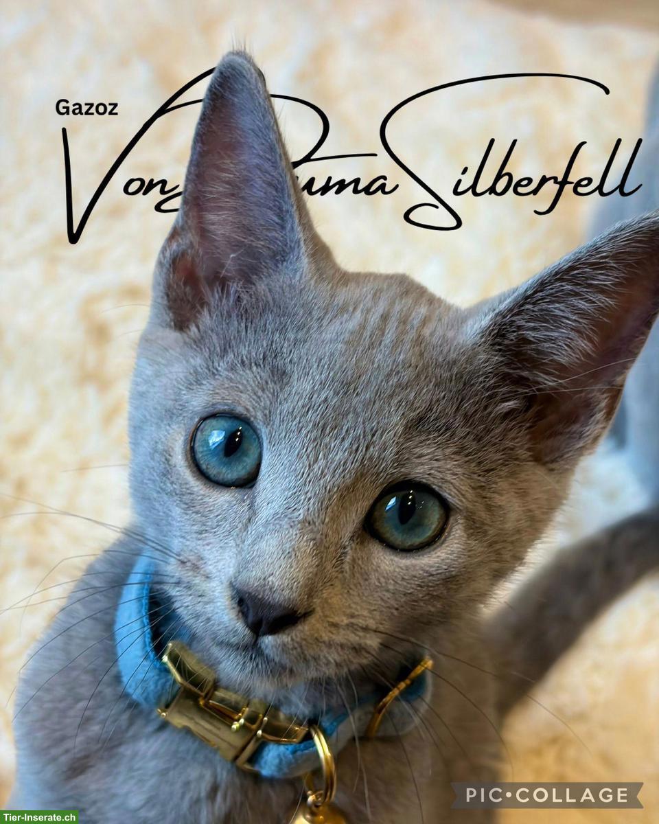 Bild 4: Russisch Blau Kitten aus seriöser Wohnungszucht