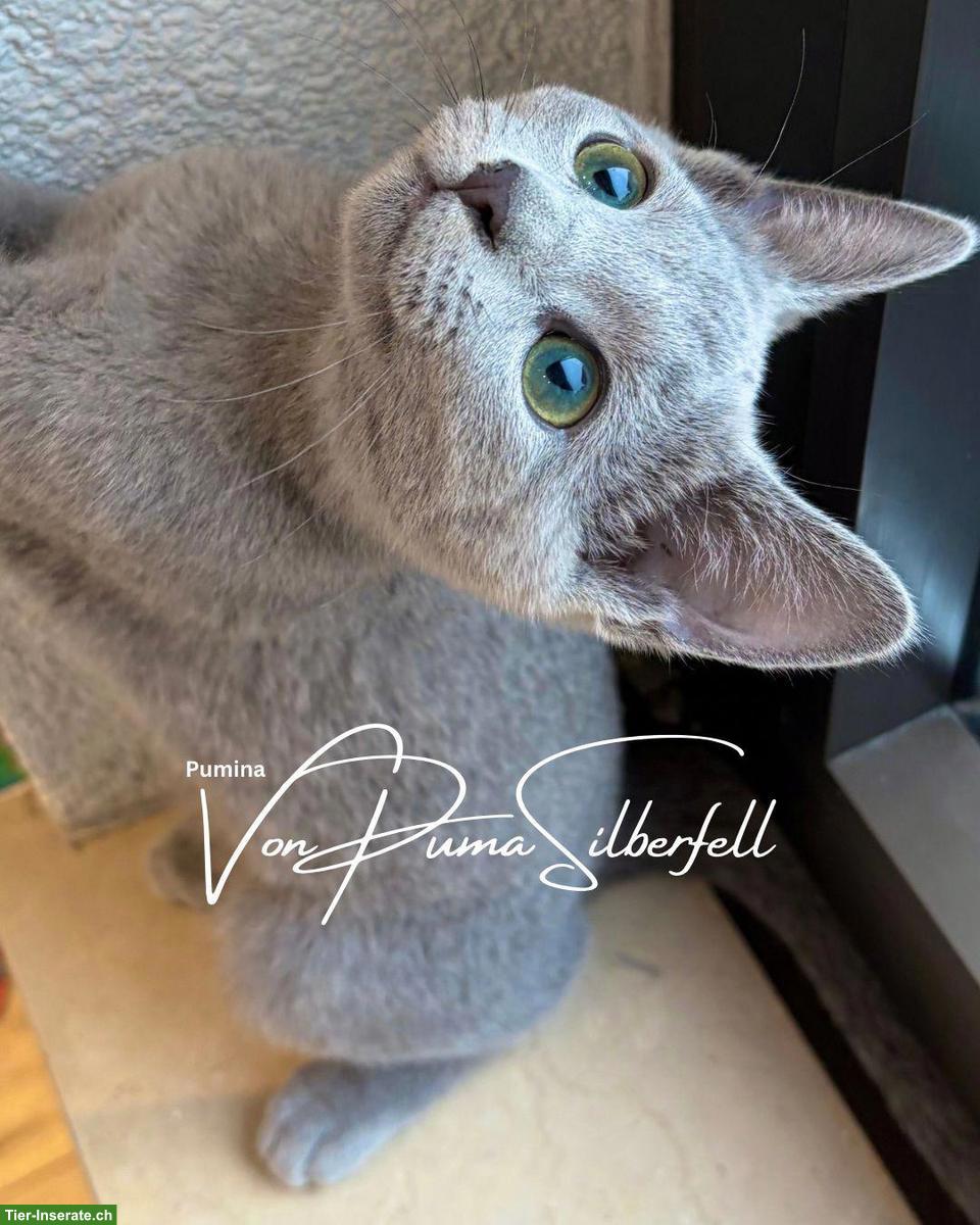 Bild 5: Russisch Blau Kitten aus seriöser Wohnungszucht