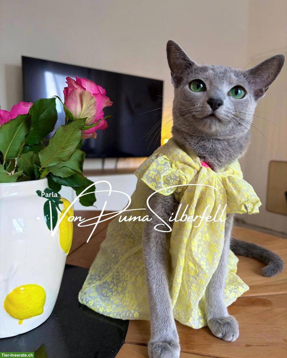 Bild 7: Russisch Blau Kitten aus seriöser Wohnungszucht