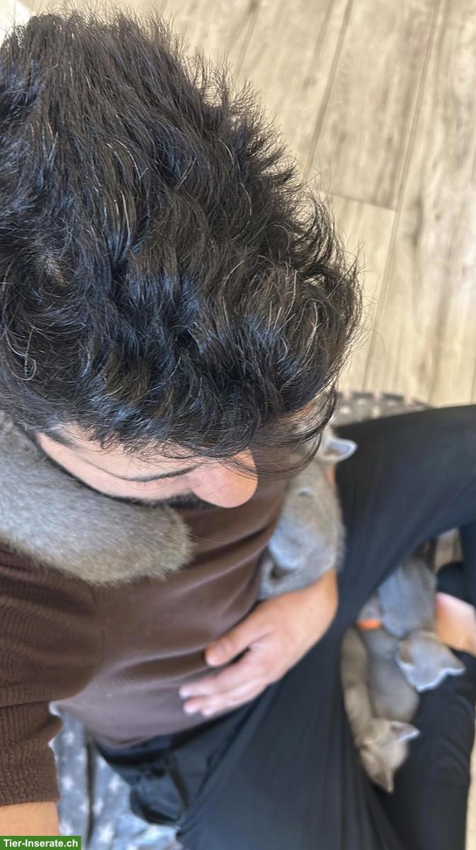 Bild 8: Russisch Blau Kitten aus seriöser Wohnungszucht