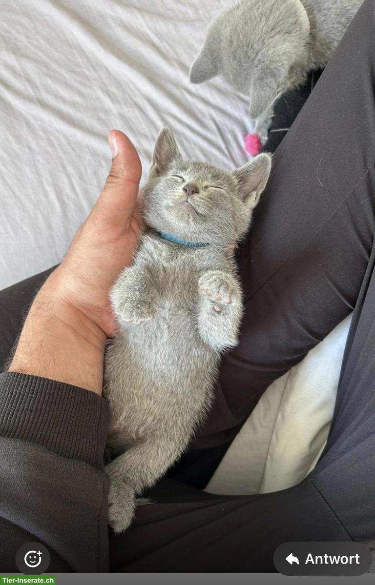 Bild 9: Russisch Blau Kitten aus seriöser Wohnungszucht