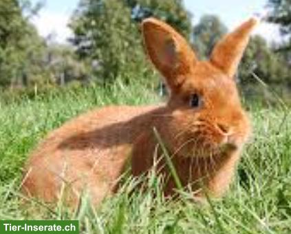 Sachsengold-Kaninchen & Marderkaninchen