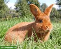 Junge Sachsengold-Kaninchen & Marderkaninchen