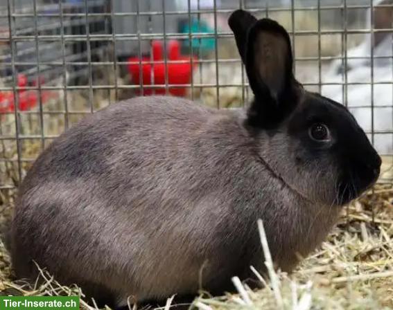 Bild 2: Sachsengold-Kaninchen & Marderkaninchen