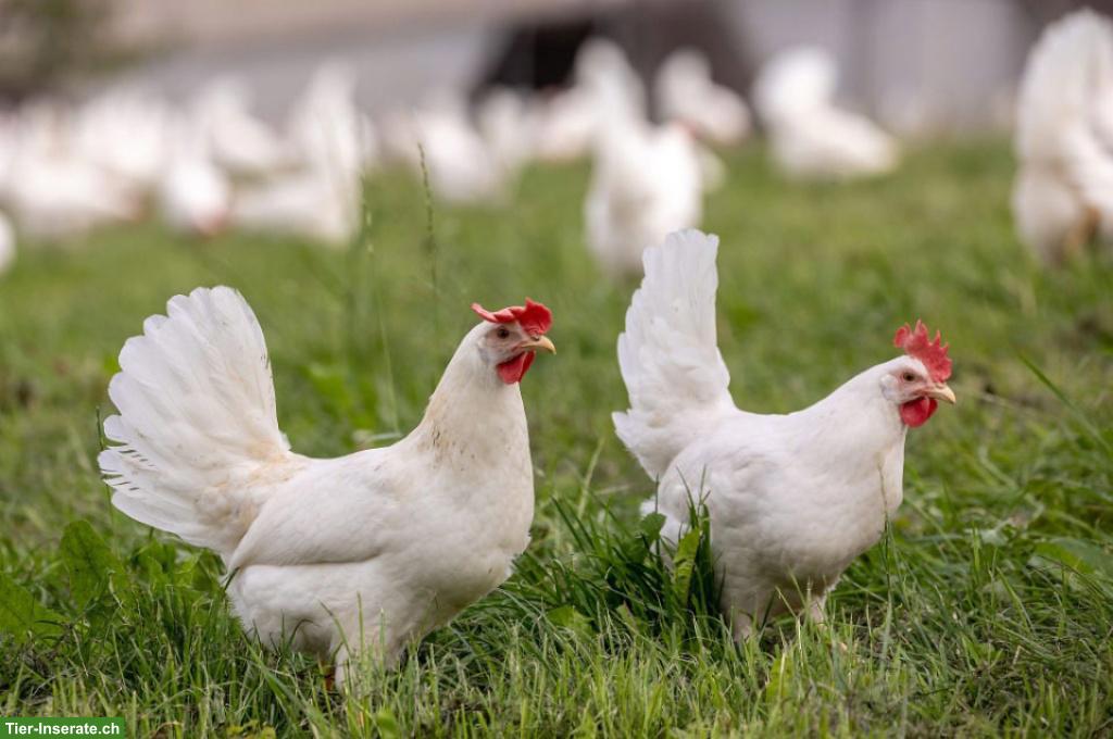 Legehennen aus Freilandhaltung, braune & weisse Hühner