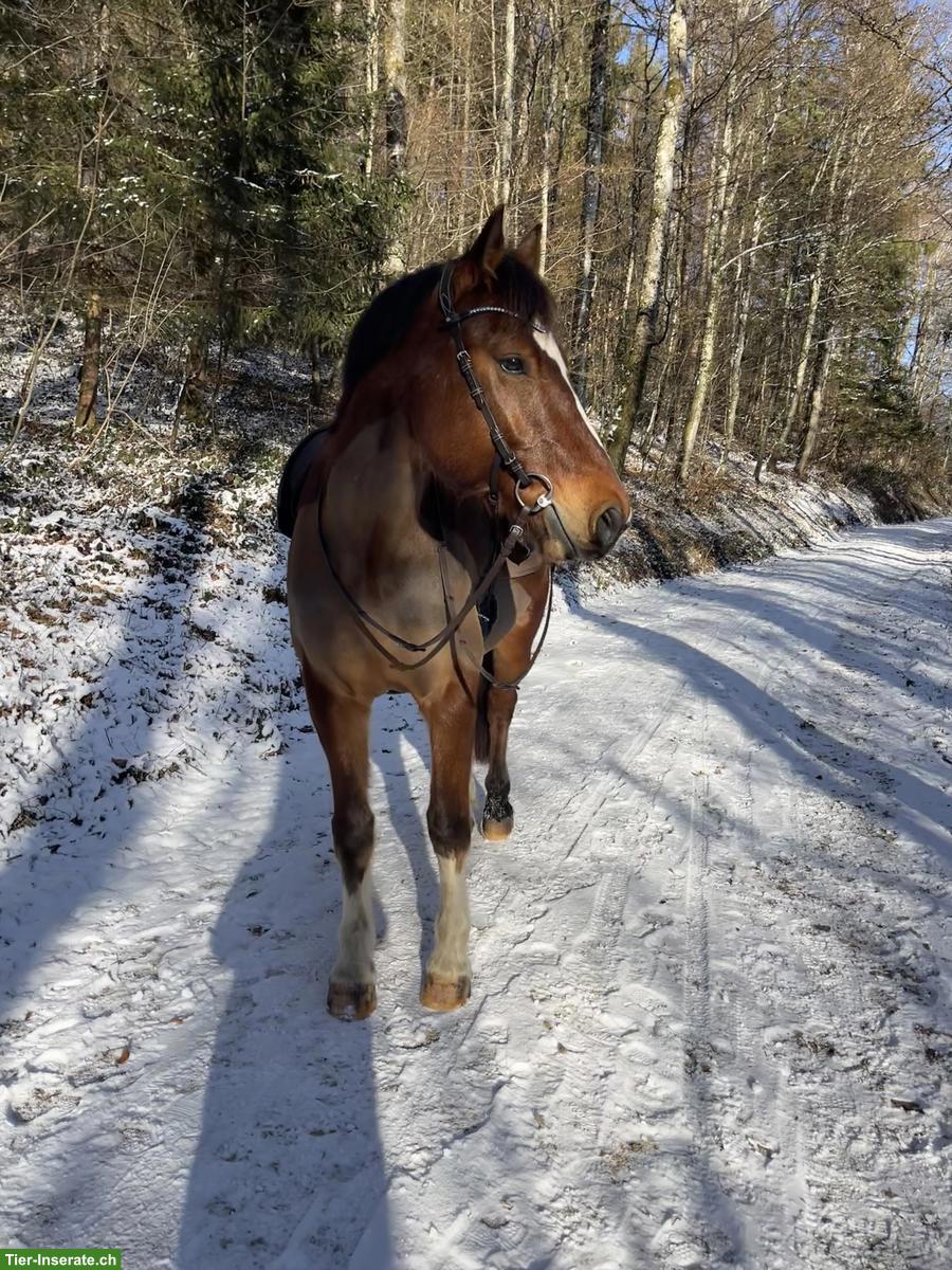 Suche Offenstall/Aktivstall im Grossraum Lenzburg