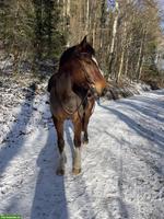 Suche Offenstall/Aktivstall im Grossraum Lenzburg