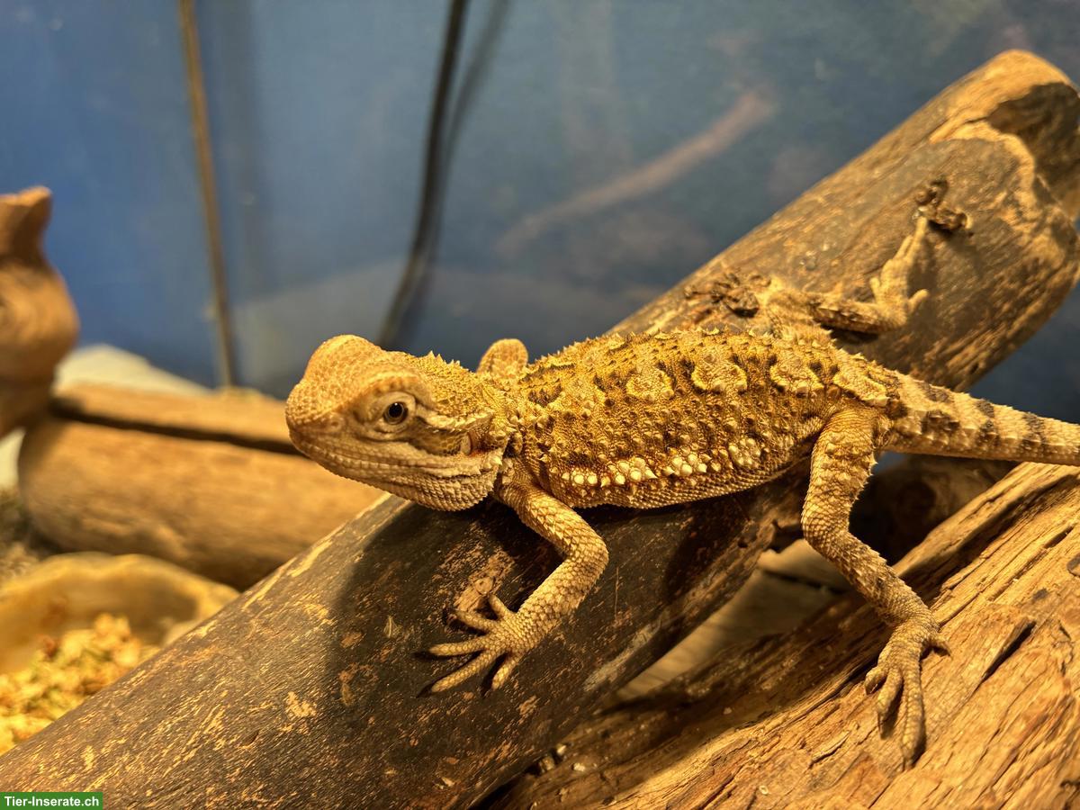 4 süsse Zwergbartagamen abzugeben