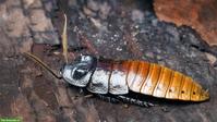 Madagaskar-Fauchschabe (Gromphadorhina portentosa)