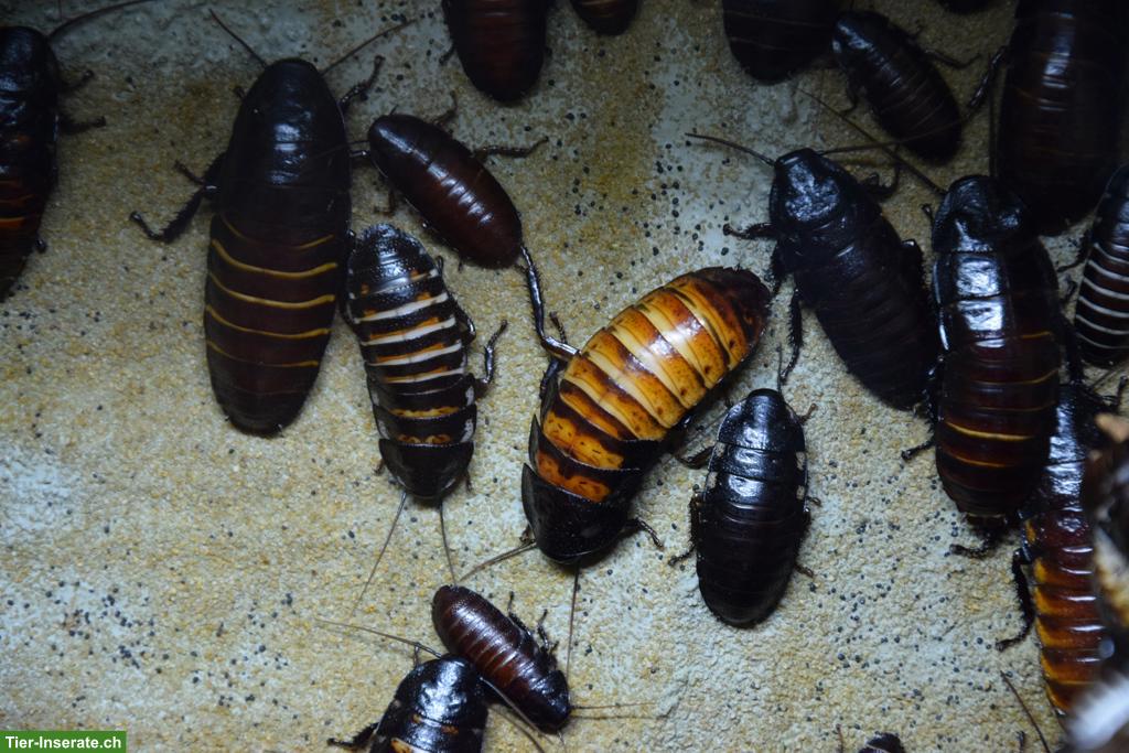 Bild 2: Madagaskar-Fauchschabe (Gromphadorhina portentosa)