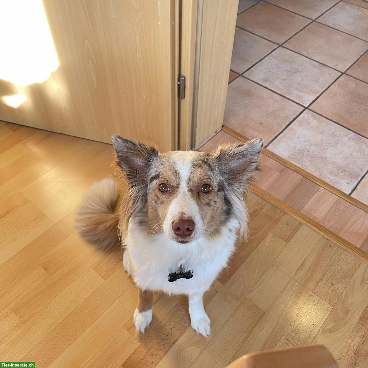 Wurfankündigung: Mini Aussie Welpen