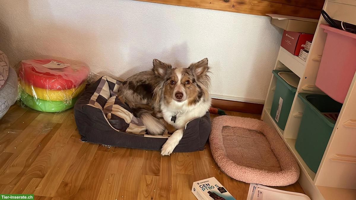 Bild 2: Wurfankündigung: Mini Aussie Welpen