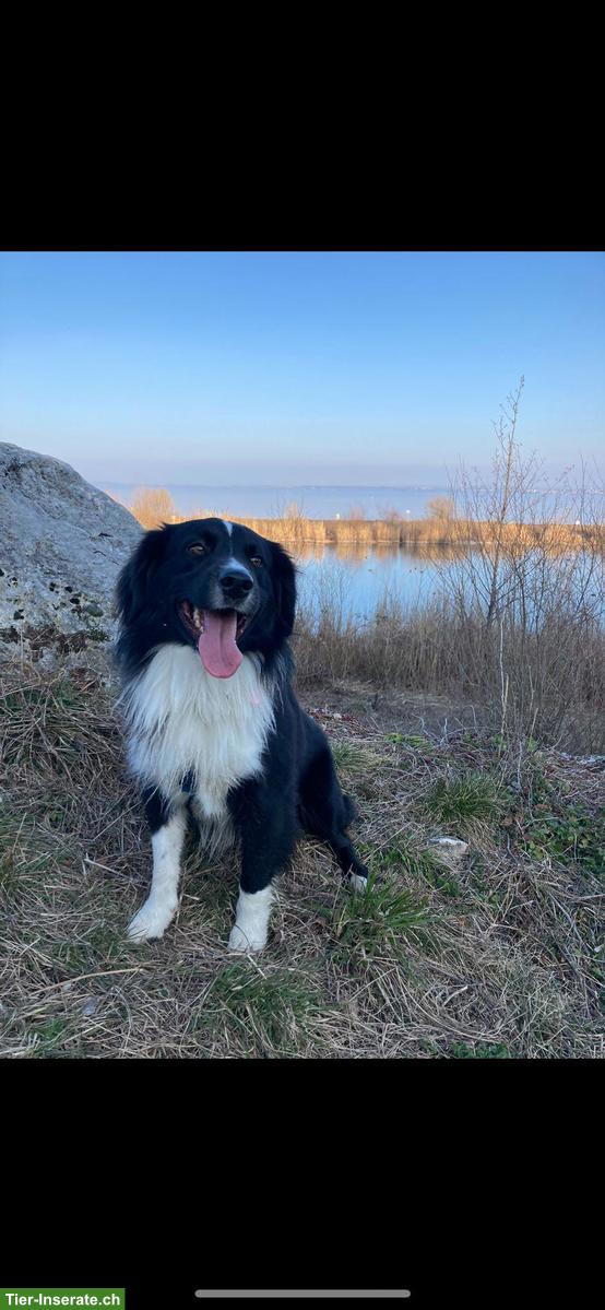 Bild 3: Wurfankündigung: Mini Aussie Welpen