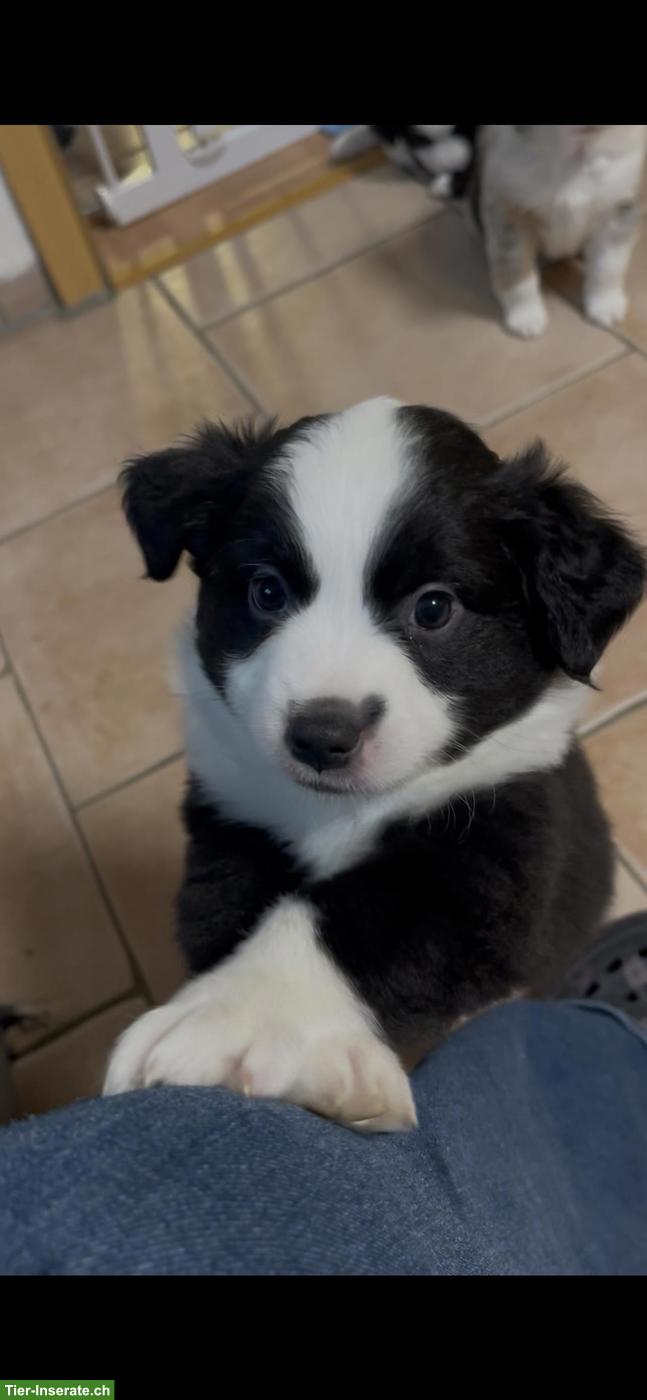 Bild 4: Mini Aussie / American Shepherd Welpen