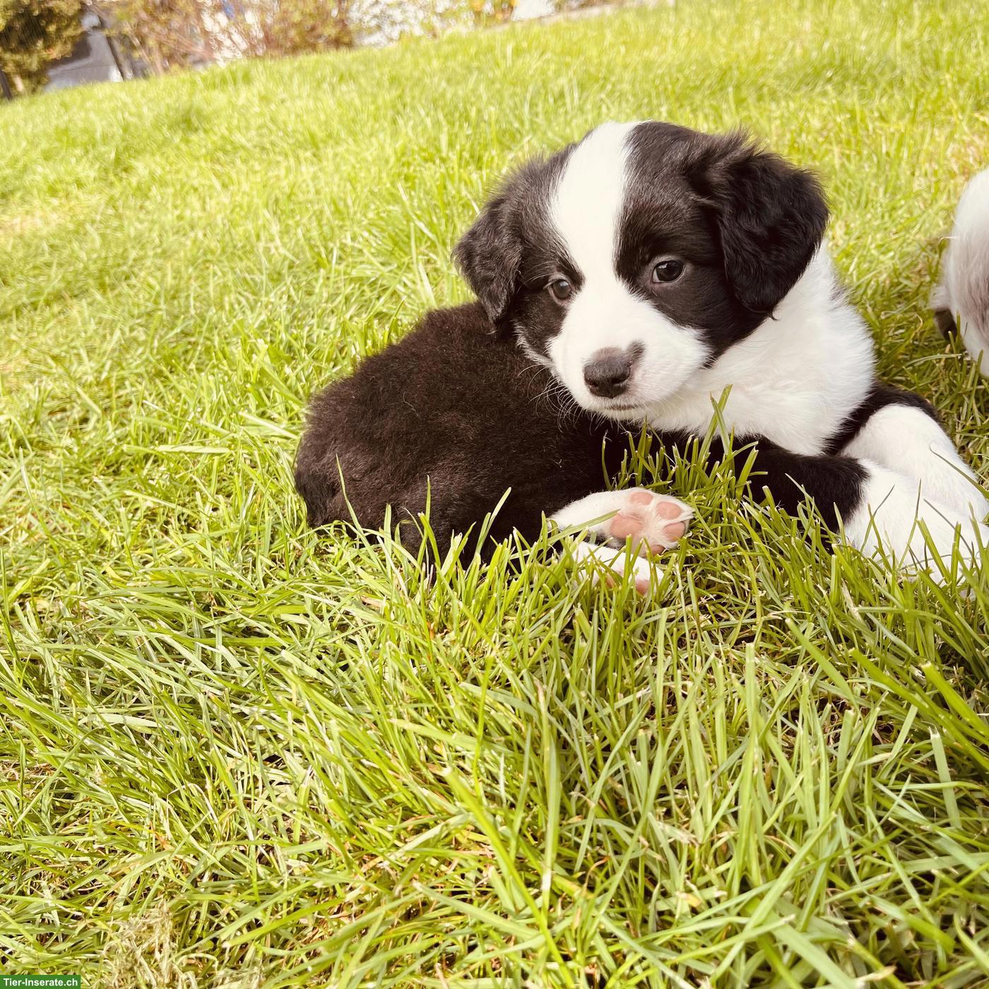 Bild 5: Mini Aussie / American Shepherd Welpen