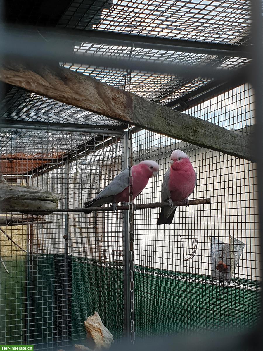 Junger Rosakakadu abzugeben