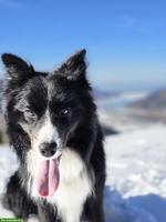 Sehr lieber Border Collie Rüde sucht ein Zuhause
