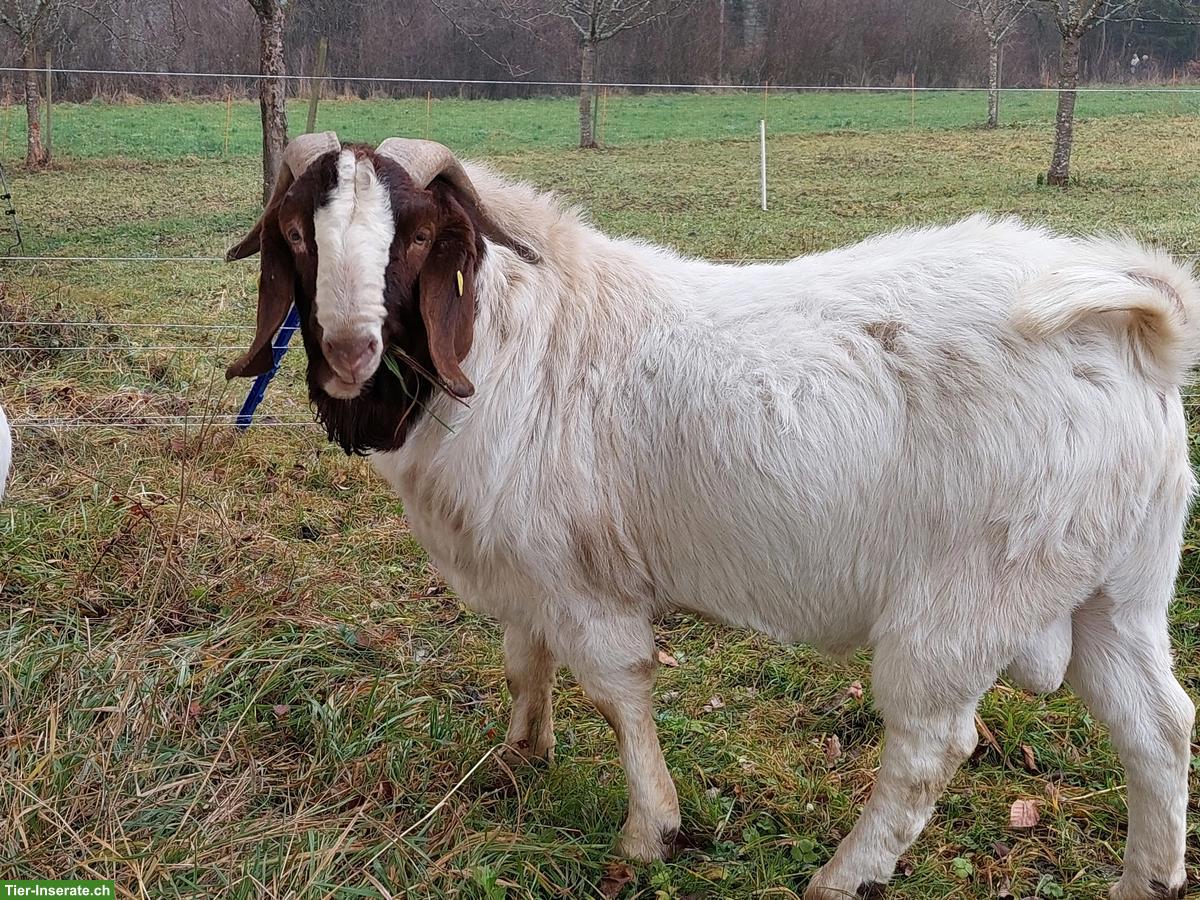 Burenziegenbock / Boer-Ziege aus Bio-Betrieb
