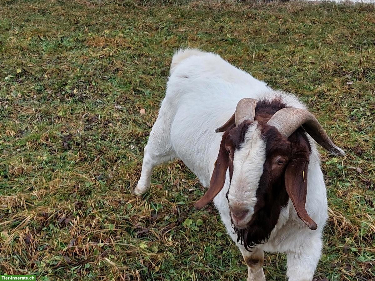 Bild 2: Burenziegenbock / Boer-Ziege aus Bio-Betrieb