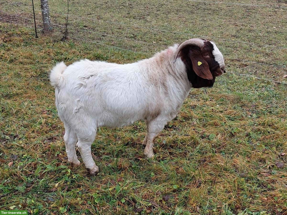 Bild 3: Burenziegenbock / Boer-Ziege aus Bio-Betrieb
