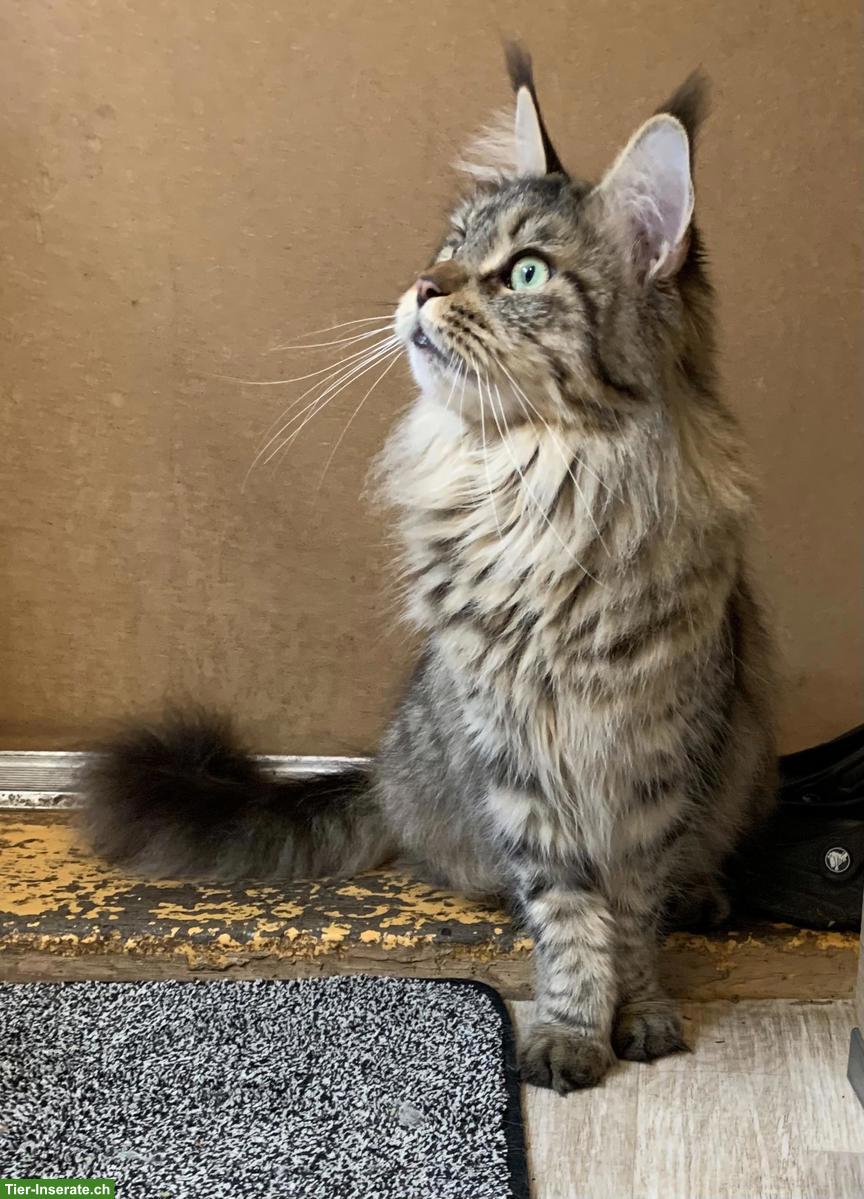 Bild 2: 3-jährige Maine Coon Katze, Kolini vom Langholz