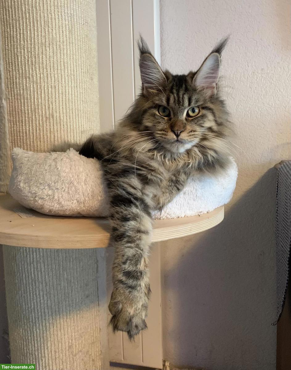 Bild 3: 3-jährige Maine Coon Katze, Kolini vom Langholz