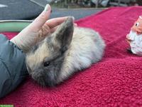 Junge Mini Lop suchen zuhause