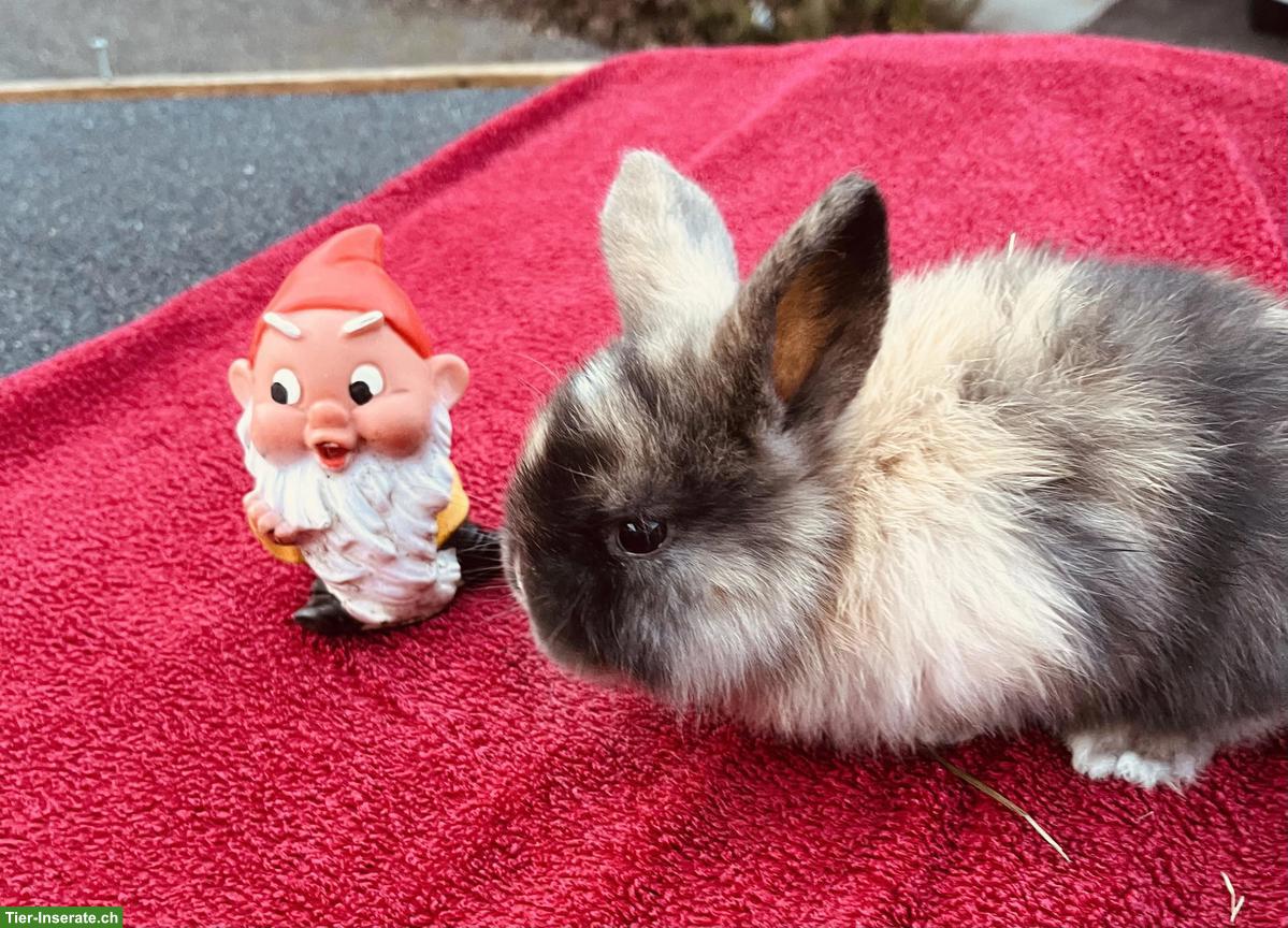 Bild 2: Junge Mini Lop suchen zuhause