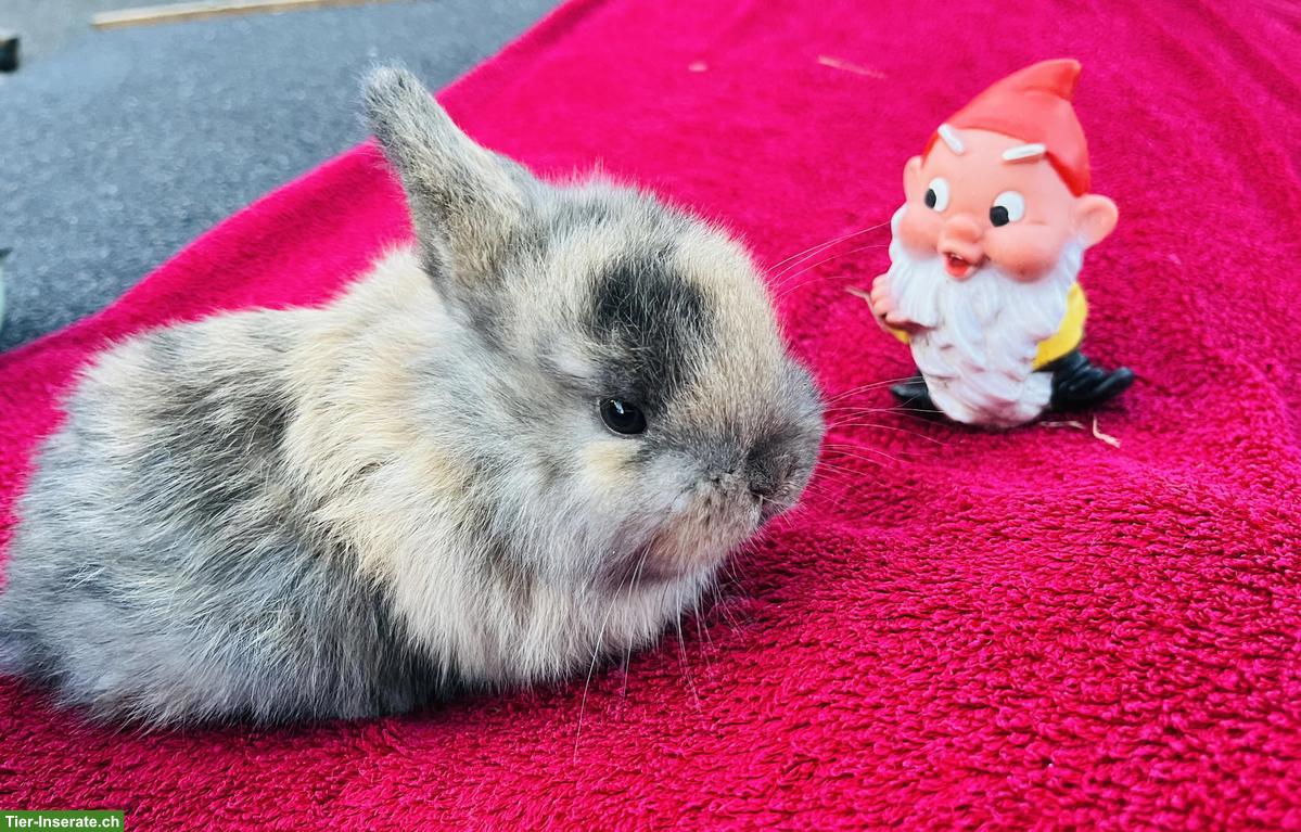 Bild 4: Junge Mini Lop suchen zuhause